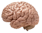 Artificial Brain