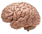 Brain Transplant