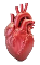 Heart Transplant