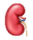 Kidney Transplant