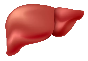 Liver Transplant