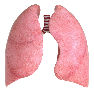 Lung Transplant