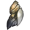 Paralyxis