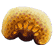 Slime bacteria